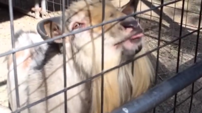 Η κατσίκα… ψυχασθενής (Video) - Media