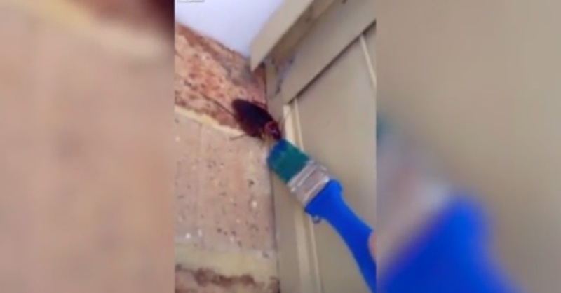 Καύσωνας στην Αυστραλία: Γυναίκα προσφέρει ένα δροσιστικό «ποτό» σε… κατσαρίδα! (Video) - Media