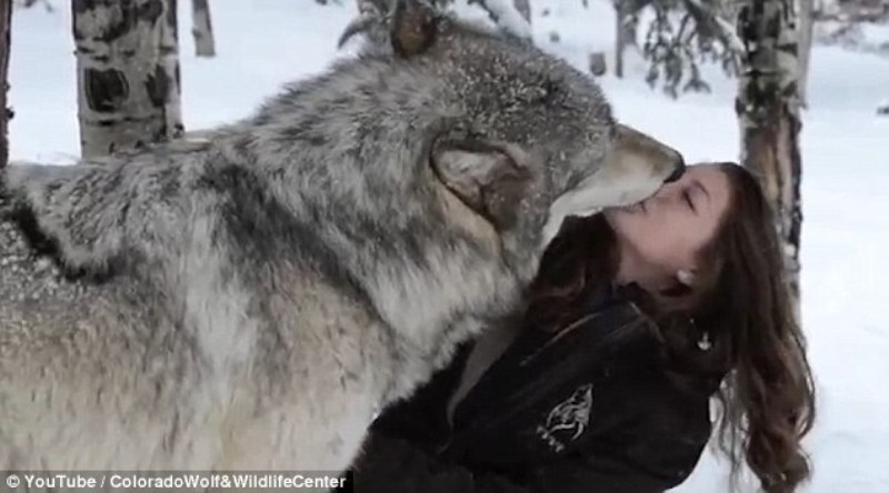 Το εκπληκτικό δέσιμο μιας κοπέλας με έναν τεράστιο άγριο λύκο  (Video)  - Media