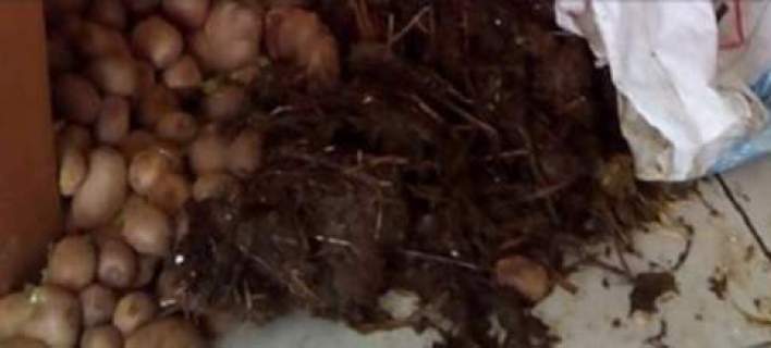 Αγρότες πέταξαν... κοπριά στο γραφείο βουλευτή του ΣΥΡΙΖΑ (Video) - Media