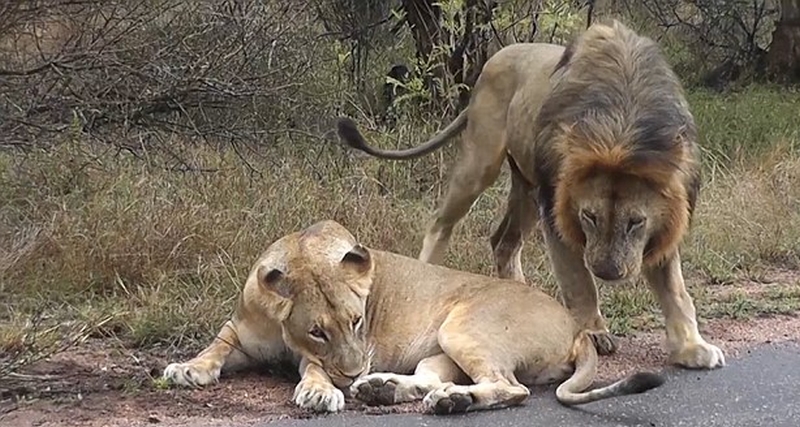 Όταν η λέαινα δεν έχει όρεξη για ζευγάρωμα, ο βασιλιάς της ζούγκλας γίνεται... γατάκι (Video) - Media