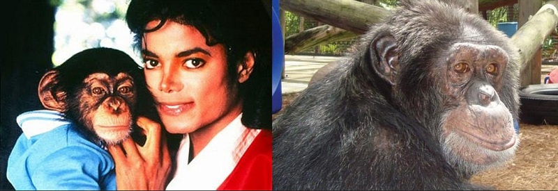 Τι έχει απογίνει ο χιμπατζής του Μάικλ Τζάκσον που ζούσαν μαζί στην τεράστια έπαυλη του τραγουδιστή; (Photos) - Media