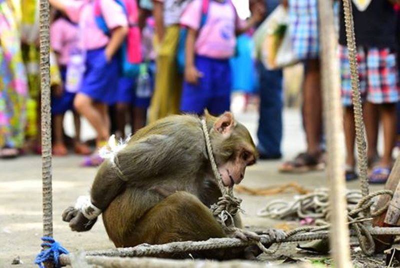 Τιμώρησαν βάναυσα πίθηκάκι που θεώρησαν ότι… έκλεβε – Το έδεσαν χειροπόδαρα και το βασάνιζαν (Photos) - Media