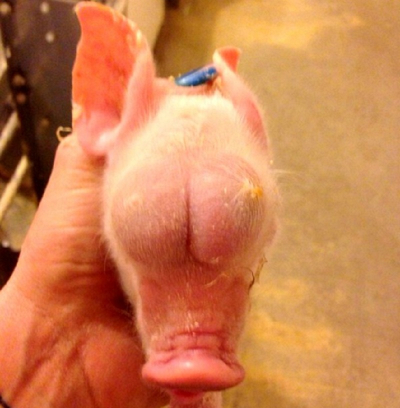 Γουρουνάκι γεννήθηκε τυφλό – Αντί για μάτια έχει κάτι που μοιάζει με ανδρικά γεννητικά όργανα να εξέχουν από τις κόγχες  - Media