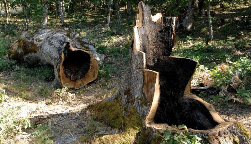 Γιατί «πεθαίνουν» τα πλατάνια στα Τρίκαλα; (Photos) - Media