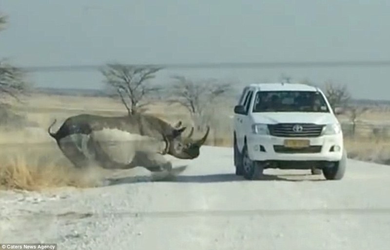 Τι μπορεί να πάθουν οι επιβάτες ένός τεράστιου Τζιπ, εάν το κουτουλήσει με σφοδρότητα ένας ρινόκερος 1,5 τόνων;   - Media
