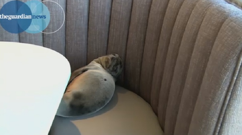 Πεινασμένη θαλάσσια ελεφαντίνα... τρύπωσε σε σικ εστιατόριο της Καλιφόρνιας (Video-Photo) - Media