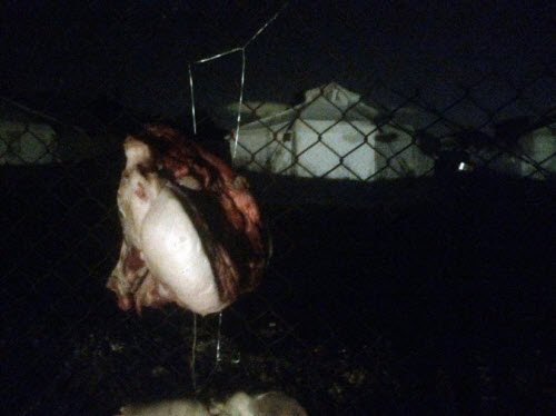 Κρέμασαν γουρουνοκεφαλή στο hotspot του Σχιστού - «Είναι ανθρωποειδή ερπετά που σέρνονται στη γη» - Media