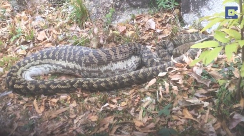 Τεράστιο φίδι 5 μέτρων κάνει μια χαψιά ένα καγκουρό (Video) - Media
