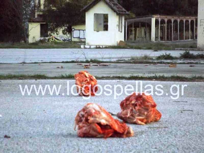 «Μόλυναν» με γουρουνοκεφαλές στρατόπεδο για να «διώξουν» τους πρόσφυγες - Media