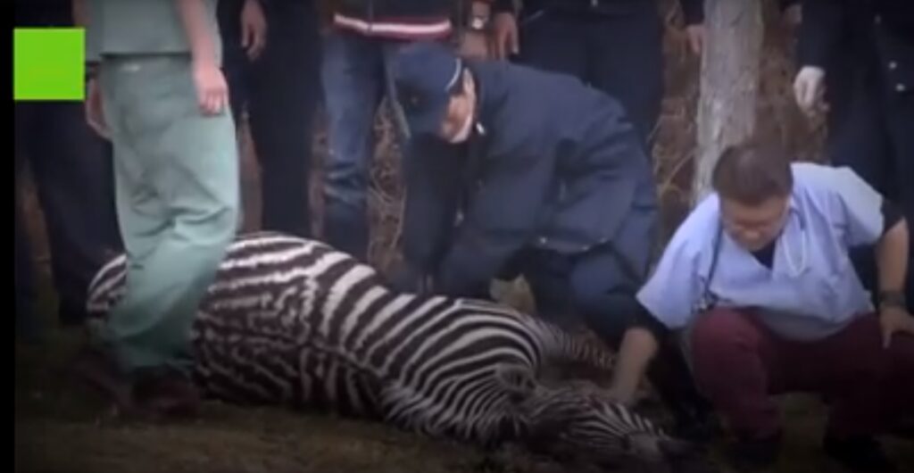Τραγική κατάληξη σε καταδίωξη…ζέβρας - Πήδηξε σε λίμνη και πνίγηκε λόγω αναισθητικού (Video) - Media