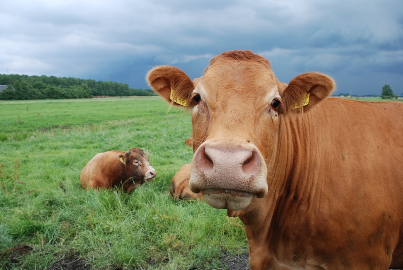 Επέστρεψαν οι τρελές αγελάδες - Επιβεβαιώθηκε κρούσμα στη Γαλλία - Media