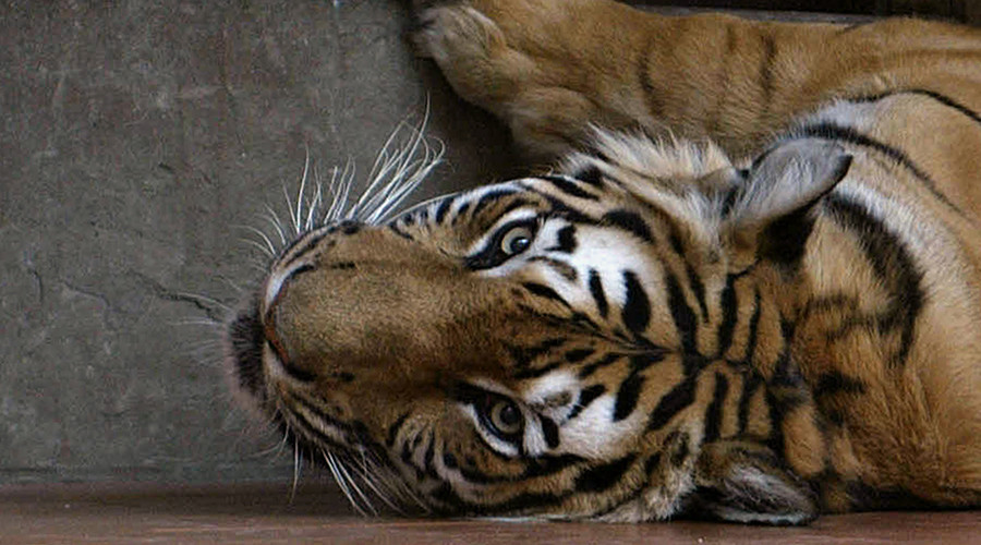 Αφήνουν τίγρεις να πεθάνουν από ασιτία για να φτιάξουν «αφροδισιακό» ρόφημα από τα κoκαλά τους (ΣΚΛΗΡΕΣ photos) - Media