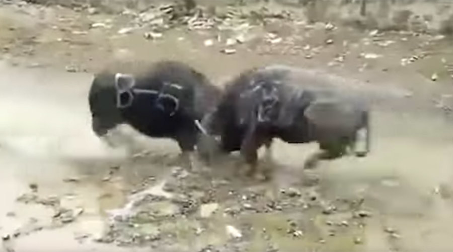 Μετωπική δύο βουβάλων - Πεθαίνουν ακαριαία από τη σφοδρότητα της σύγκρουσης (Σκληρό Video) - Media