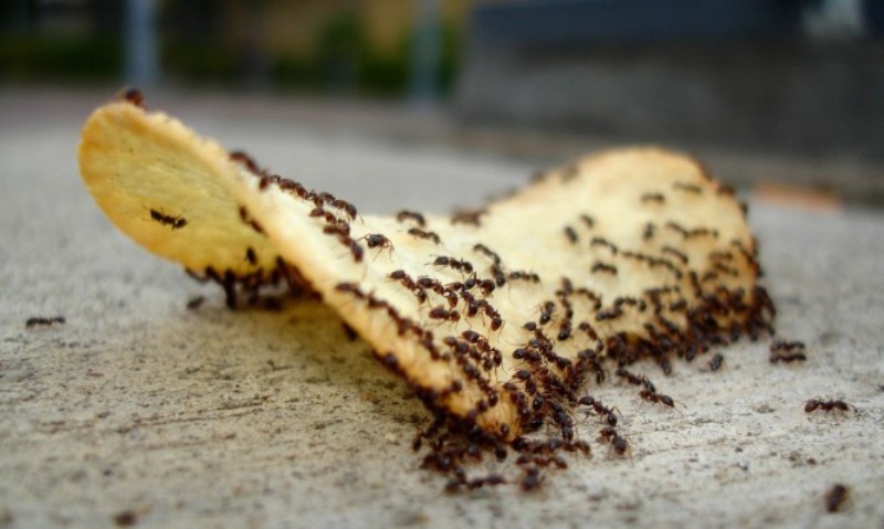 Το κόλπο για να εξαφανίσετε τα μυρμήγκια από το σπίτι - Media
