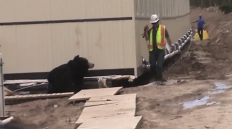 Έβαλε στολή αρκούδας και έκανε τον συνάδελφό του να... τρέχει! (Video) - Media