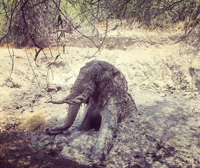 Ινδοί θρηνούν για το θάνατο ενός ελέφαντα (Photos) - Media