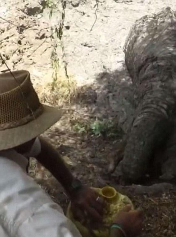 Αυτός είναι ο πρώτος ελέφαντας με προσθετικό πόδι (Photos) - Media