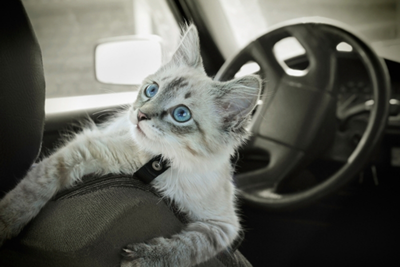 Στον εισαγγελέα γιατί άφησε τη γάτα στο αυτοκίνητο - Media