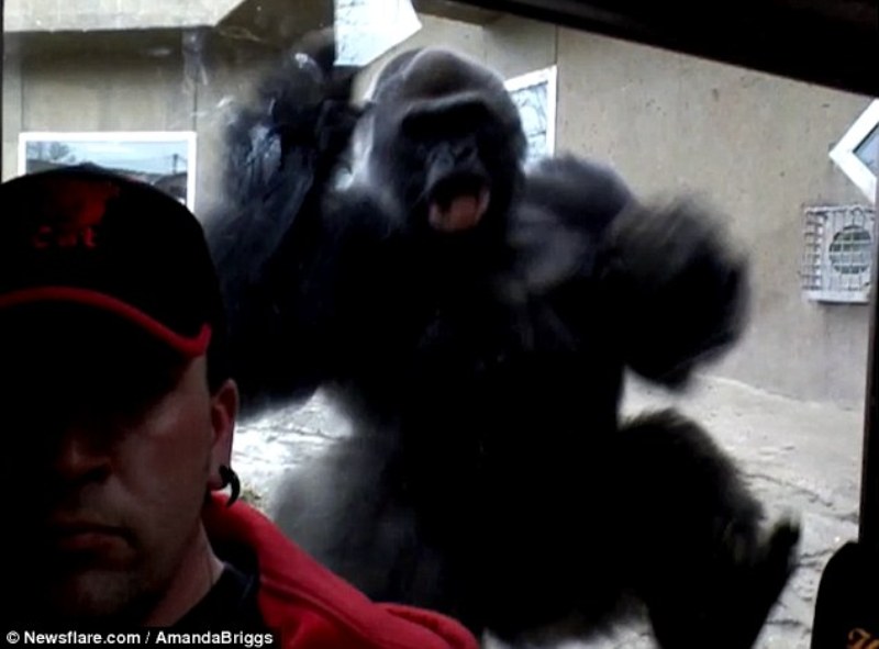 Η πιο επικίνδυνη σέλφι της ζωής του – Του όρμηξε αγριεμένος γορίλας (Video) - Media