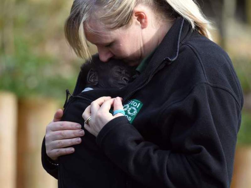 Το γοριλάκι που γεννήθηκε με καισαρική «έκανε» την πρώτη του βόλτα (Video) - Media