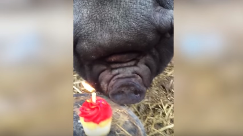 Γουρούνι γιορτάζει τα γενέθλιά του σβήνοντας κεράκι σε cupcake! (Video) - Media