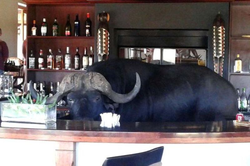 Το βουβάλι που νόμιζε ότι ήταν… μπάρμαν! (Photos) - Media