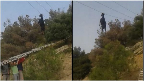 Κατσίκα πιάστηκε από τα κέρατα σε καλώδια της ΔΕΗ! (Video) - Media