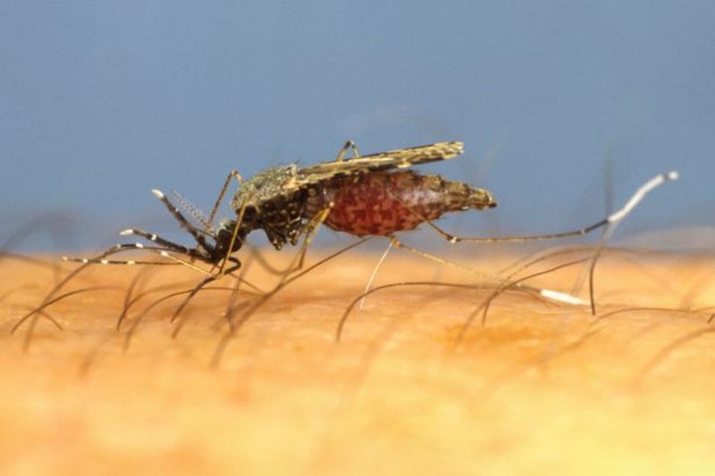 Γιατί τα κουνούπια τσιμπούν κάποιους ανθρώπους περισσότερο από κάποιους άλλους;  - Media