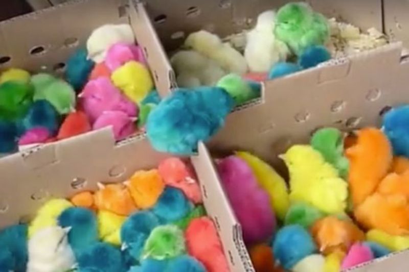 Έβαψαν πολύχρωμα κοτοπουλάκια και προκάλεσαν αντιδράσεις (Video) - Media