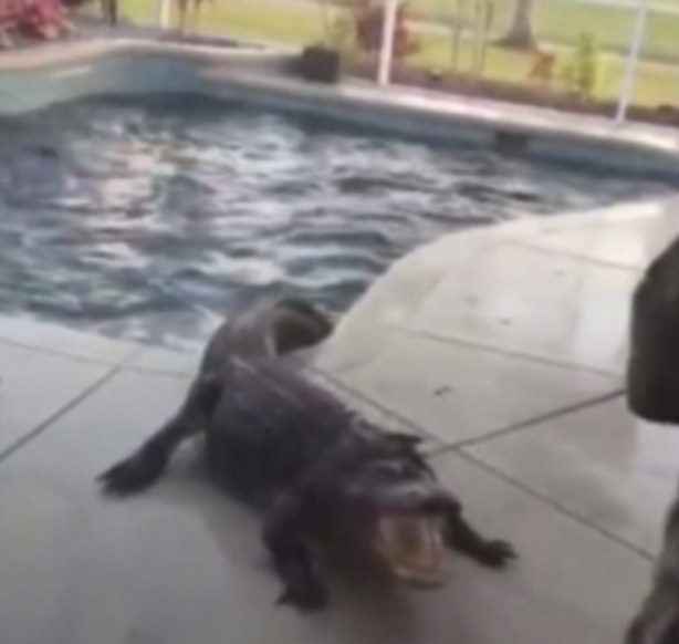 Η πανέξυπνη ζέμπρα ξεγέλασε τον κροκόδειλο και του ξέφυγε (Photos-video) - Media