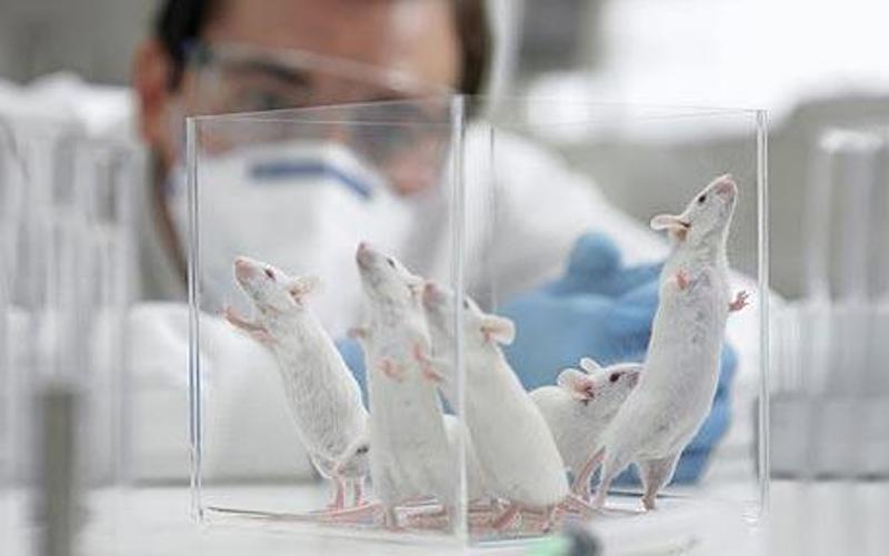 Ιαπωνία: Κατάφεραν να επαναφέρουν «χαμένες»  μνήμες σε ποντίκια με Αλτσχάιμερ - Media