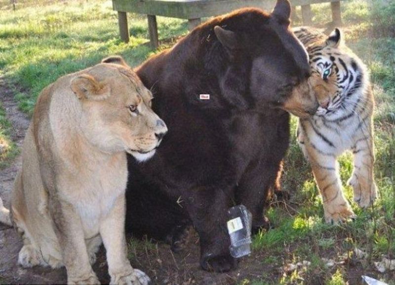 Αχώριστοι φίλοι για 15 χρόνια μια αρκούδα, μια τίγρης και ένα λιοντάρι (Video) - Media