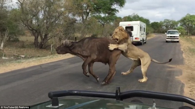 Η τρομακτική στιγμή που λιοντάρι το σκάει από τσίρκο και αρπάζει 4χρονο κοριτσάκι (Video)  - Media
