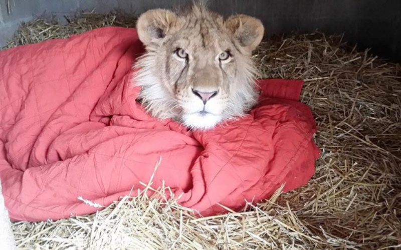 Λιοντάρι δεν μπορεί να κοιμηθεί χωρίς την κουβέρτα του (Photos) - Media