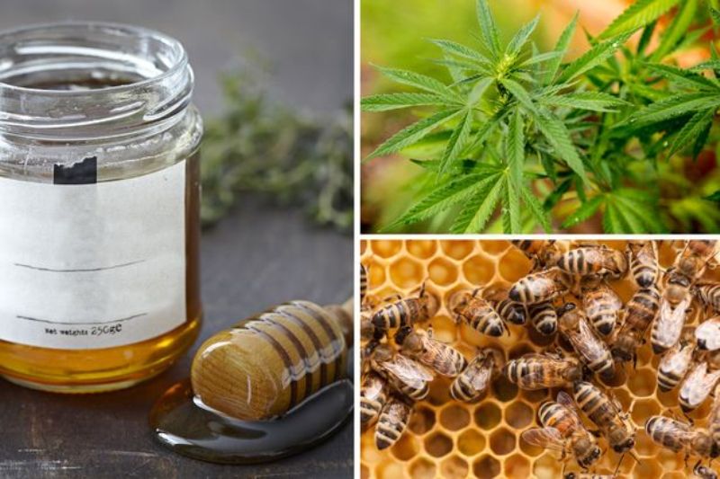 Μέλισσες φτιάχνουν μέλι από χασισόδεντρα! (Video) - Media