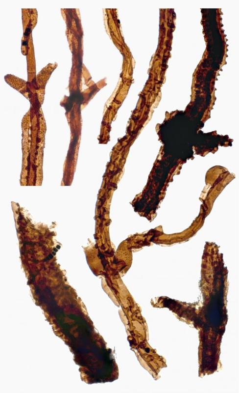 Ανακαλύφθηκε το αρχαιότερο απολίθωμα οργανισμού στην ξηρά – Έζησε πριν από 440 εκατ. χρόνια - Media