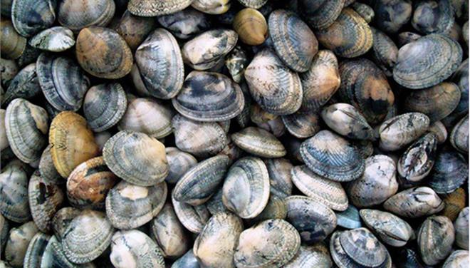 Κατασχέθηκαν 320 κιλά οστρακοειδή από ελεγκτές τροφίμων στην ιχθυόσκαλα του Πειραιά - Media