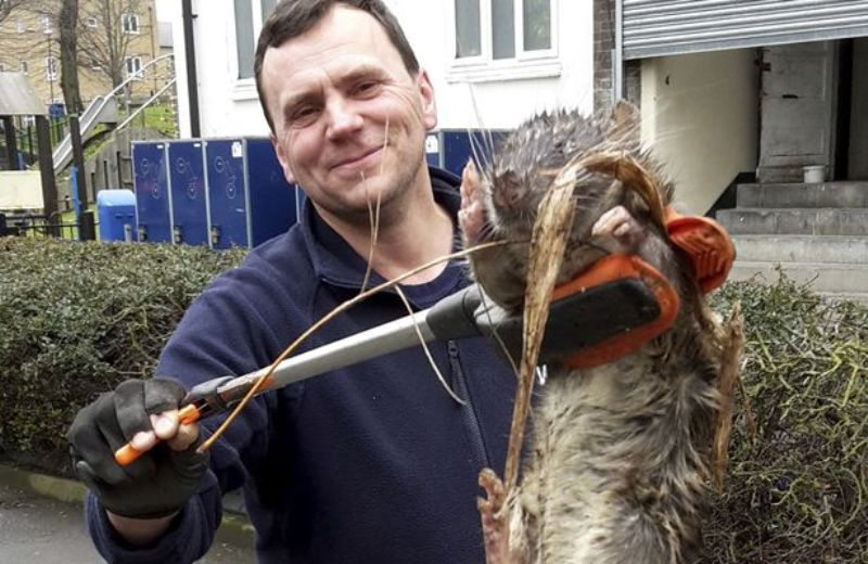 Αυτός είναι ο μεγαλύτερος αρουραίος που έχετε δει ποτέ - Ξεπερνάει σε μέγεθος μια γάτα (Photos) - Media