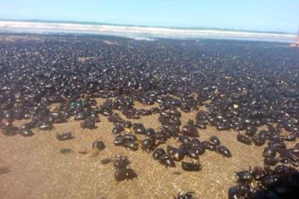 «Βιβλικές» σκηνές στην Αργεντινή: Εκατομμύρια σκαθάρια καλύπτουν τις ακτές! (Video) - Media