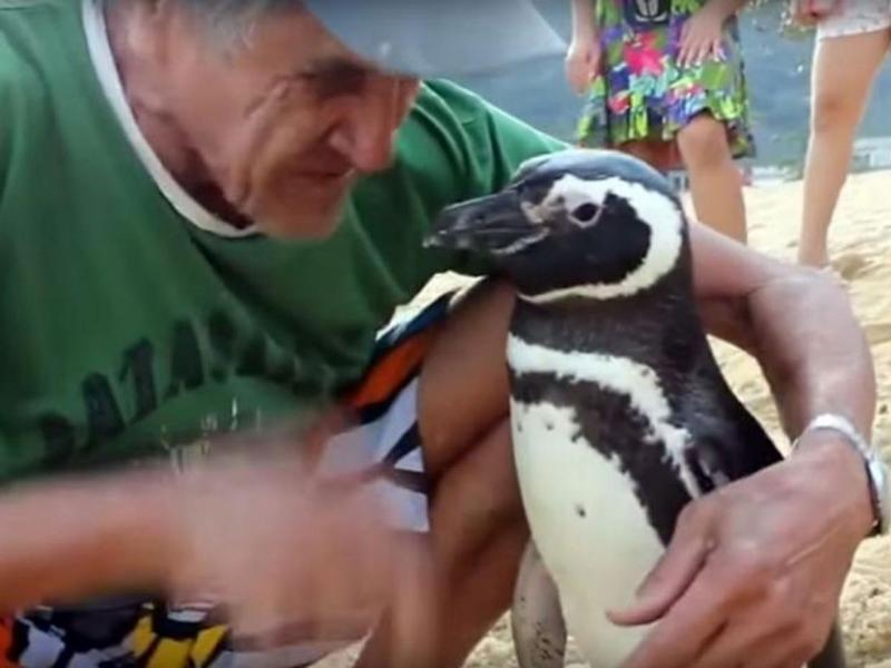Απατημένος πιγκουίνος πιάνεται στα… χέρια με τον εραστή της συντρόφου του (Video) - Media