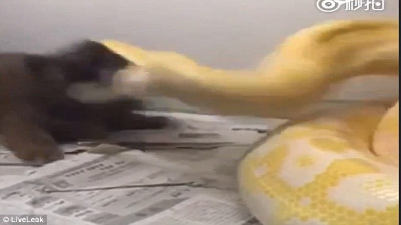 Ιδιοκτήτης πύθωνα τον ταΐζει με ένα ζωντανό κουτάβι (Τρομακτικά σκληρό Video) - Media