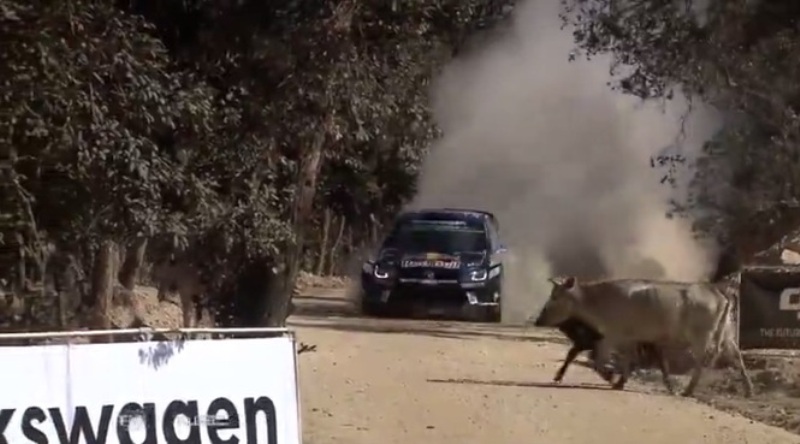 Παραλίγο ατύχημα με… αγελάδες σε ράλι του Μεξικό! (Video) - Media