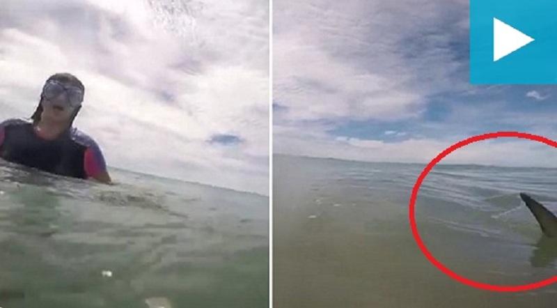 Η υποβρύχια συνάντηση ενός τεράστιου κροκοδείλου με έναν καρχαρία – Λίγο πιο δίπλα κολυμπούσαν παιδιά (Video) - Media