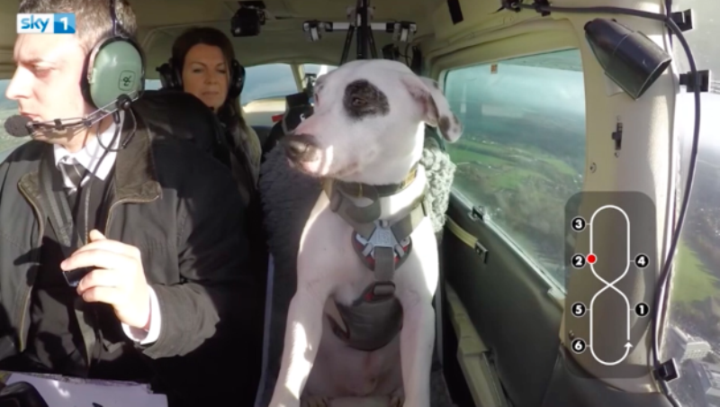 Σκύλος πετά αεροπλάνο (Video) - Media