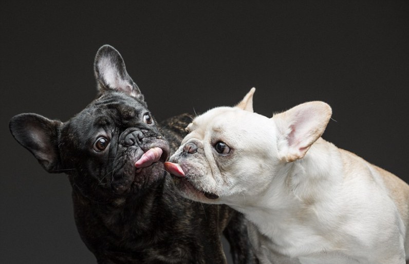 Χαριτωμένα σκυλιά «απολαμβάνουν» μια πρωτότυπη φωτογράφηση με φυστικοβούτυρο (Photos) - Media