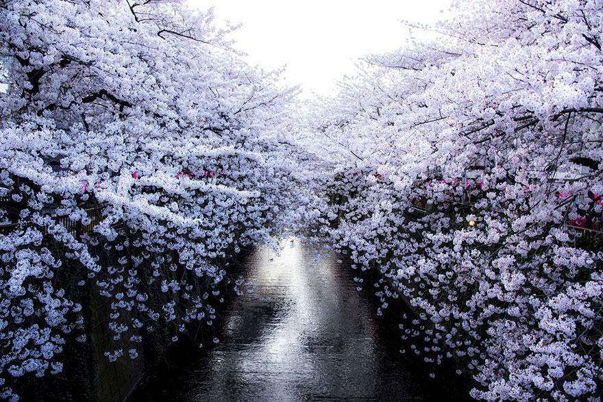National Geographic: 17 μαγευτικές εικόνες από άνθη κερασιάς στην Ιαπωνία (Photos) - Media