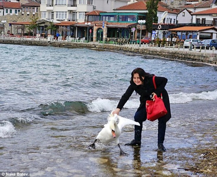 Σκόπια: Κύκνος πέθανε όταν τουρίστρια τον έσυρε έξω από το νερό για φωτογραφία (Photos) - Media