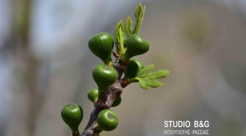 Από Μάρτη... καλοκαίρι-Βγήκαν τα σύκα στο Ναύπλιο! (Photos) - Media