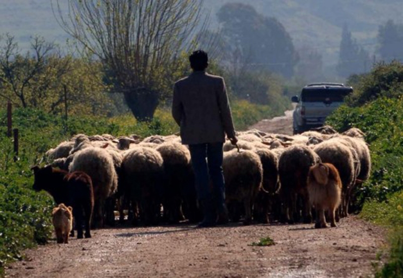 Που έκρυβε το χασίς ο βοσκός;  - Media